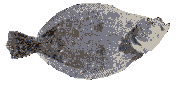 flowing fish