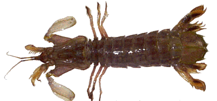 Mantis Shrimp from fluke's stomach in Great Bay, NJ