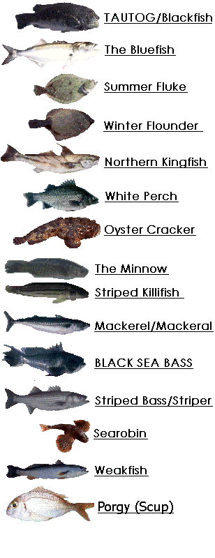 Nj Fish Chart