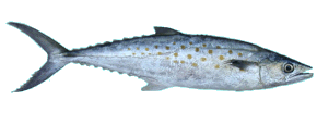 Spanish Mackerel