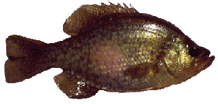 Black Crappie From Tuckerton Lake--Released