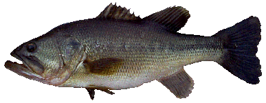 Large Mouth Bass