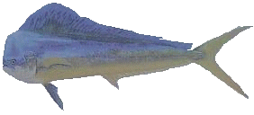 Male Dolphin
