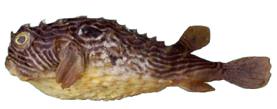 striped burrfish