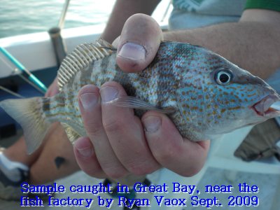 Spotted Pigfish