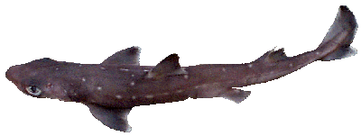 Spiney Dogfish