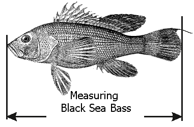 Crab Size Chart Nj