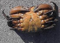 Bottom Green Crab