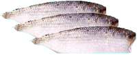 Herring Fillets