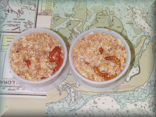 mealworms in containers