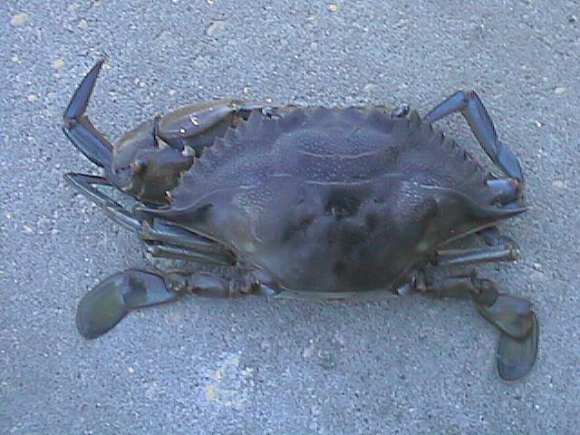Blue Claw Crab