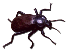 darkling beetle