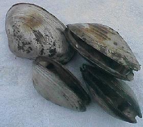 The sea clam