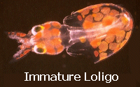 immature squid