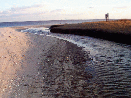 The creek (low tide view)