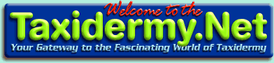 Taxidermy.net