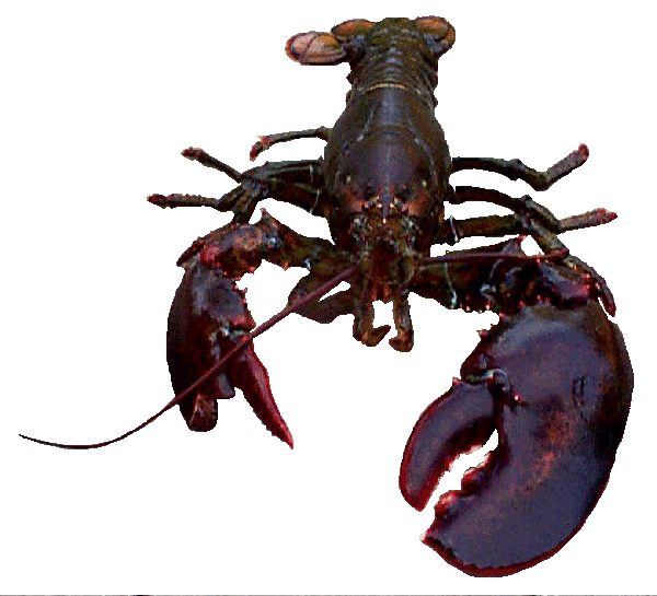 Lobster