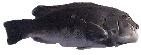Tautog/Blackfish