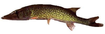 Chain Pickeral