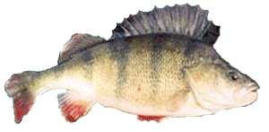 Yellow Perch