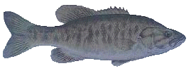 Small Mouth Bass