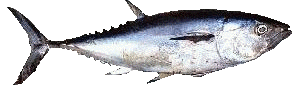 Bluefin Tuna