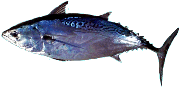 Little Tunny/False Albacore