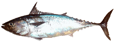 Little Tunny/False Albacore