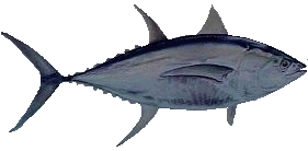 Yellowfin Tuna