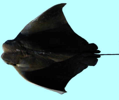 Cownose Ray