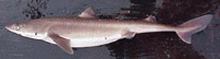 Spiney Dogfish