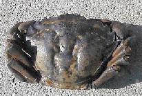 Top Green Crab