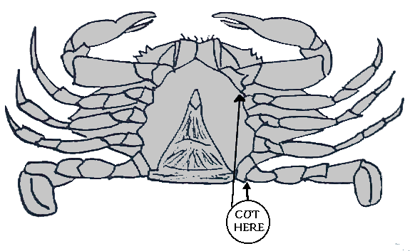 Diagram of shedder underneath