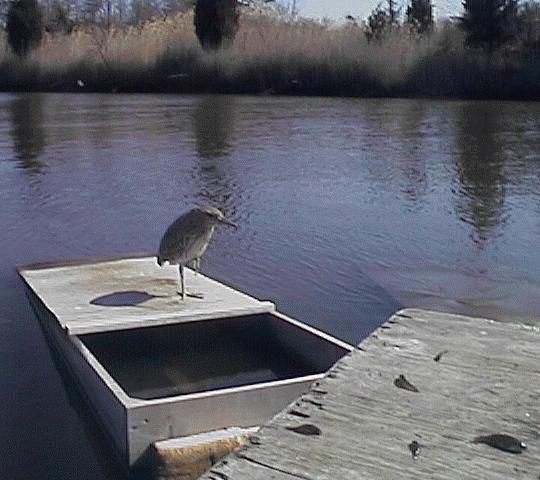 bullet on the shrimp box