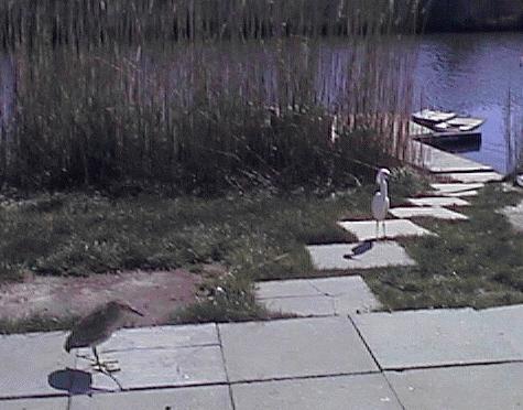 Bullet & Skiddy on pavement