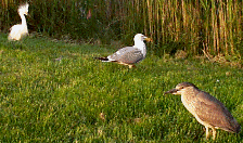 Photo of Birds 6/17/98