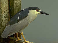 Adult Black Crowned Night Heron